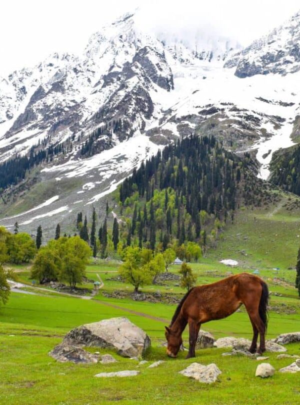 Sonmarg-Kashmir